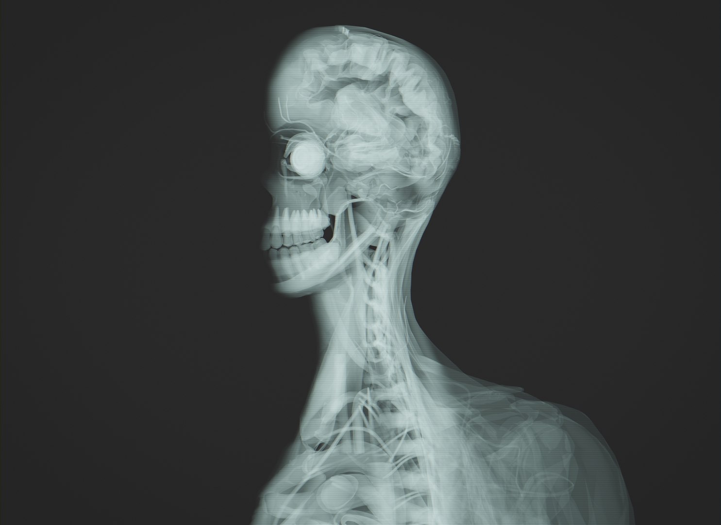Human Anatomy Xray Animated 3D Model - TurboSquid 1815768