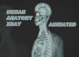 Human Anatomy Xray Animated 3D model