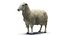 3d model sheep realistic