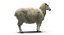 3d model sheep realistic