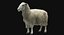 3d model sheep realistic