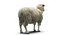3d model sheep realistic