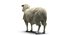 3d model sheep realistic