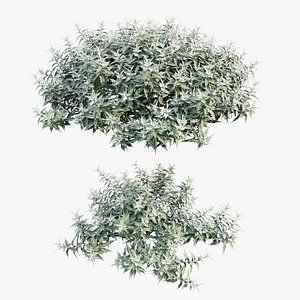 3D Artemisia ludoviciana