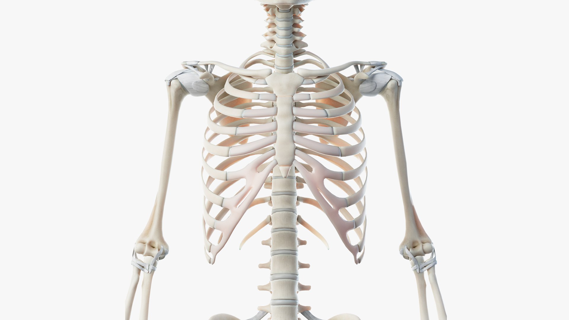 3D skin obese male skeleton model https://p.turbosquid.com/ts-thumb/BH/lJrxG2/IeFARqu9/skeleton03/png/1581604197/1920x1080/fit_q87/a3b76aaaaf3ab9b971ac5f3613e859e0af8e932b/skeleton03.jpg