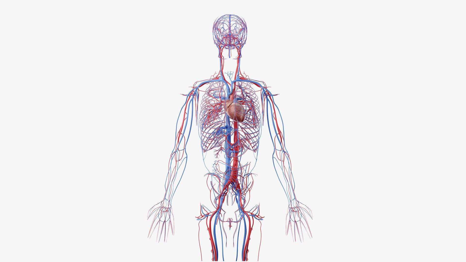 3D skin obese male skeleton model https://p.turbosquid.com/ts-thumb/BH/lJrxG2/jA8OSSX3/anatomy_vasc_02/png/1581604911/1920x1080/fit_q87/f28741e044ddf237da218fd94bb5b16c08a6579e/anatomy_vasc_02.jpg