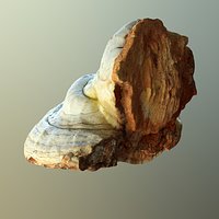 Forest Mushroom - Polypore - Ganoderma
