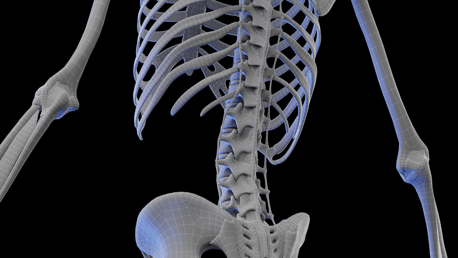 Human Male Ligaments and Skeletal System 3D model https://p.turbosquid.com/ts-thumb/BI/3Z2NFf/0V/male_ligaments_wire_03/jpg/1674153413/1920x1080/fit_q87/12726741e642ceda1fa1132a8ccc70f222e3e844/male_ligaments_wire_03.jpg