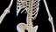 Human Male Ligaments and Skeletal System