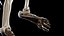 Human Male Ligaments and Skeletal System