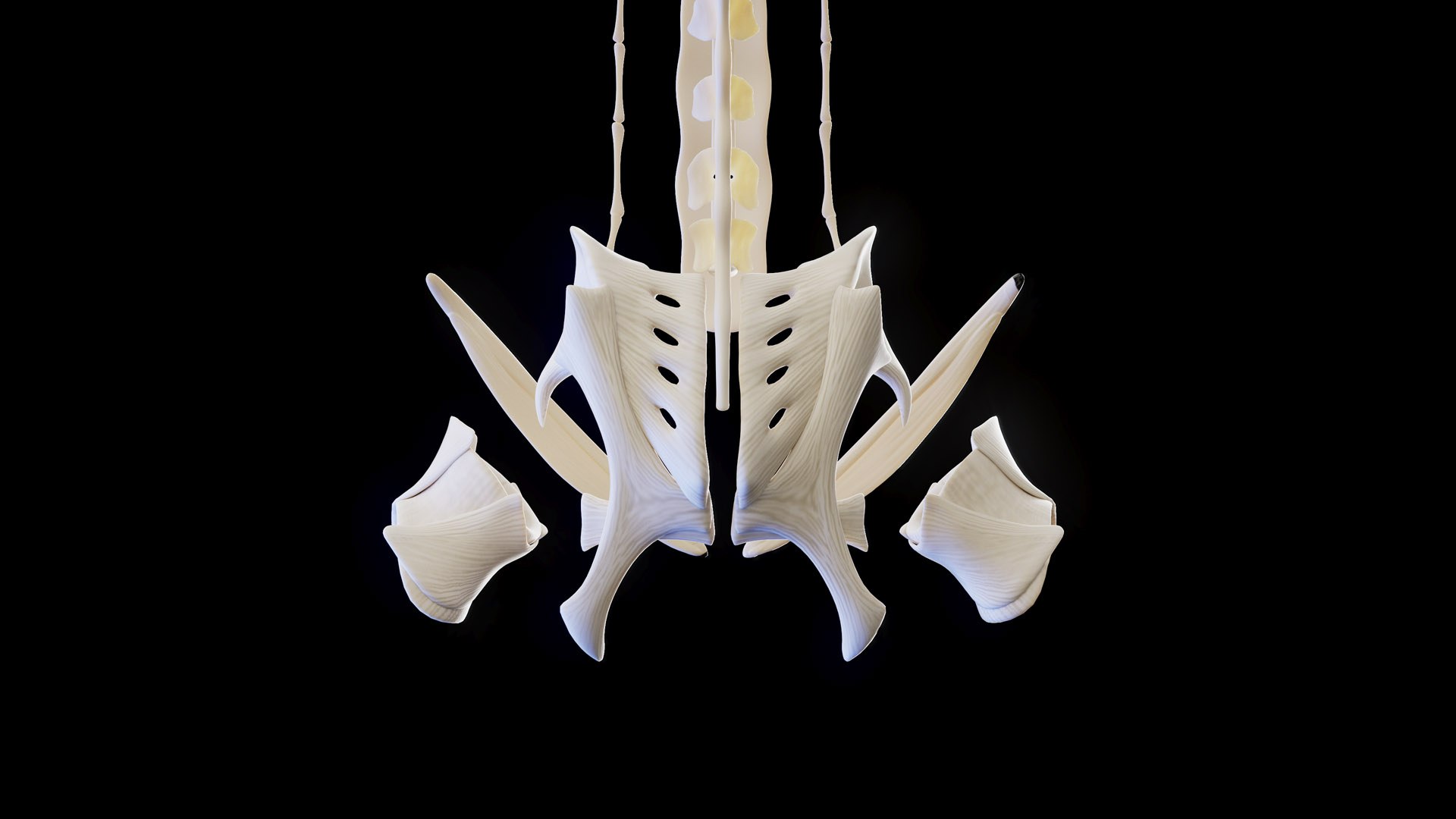 Human Male Ligaments and Skeletal System 3D model https://p.turbosquid.com/ts-thumb/BI/3Z2NFf/be/male_ligaments_prod_07/jpg/1674153264/1920x1080/fit_q87/ea93af3b27dfb1a343c8793c855267af1663d6a0/male_ligaments_prod_07.jpg