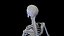 Human Male Ligaments and Skeletal System