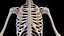 Human Male Ligaments and Skeletal System