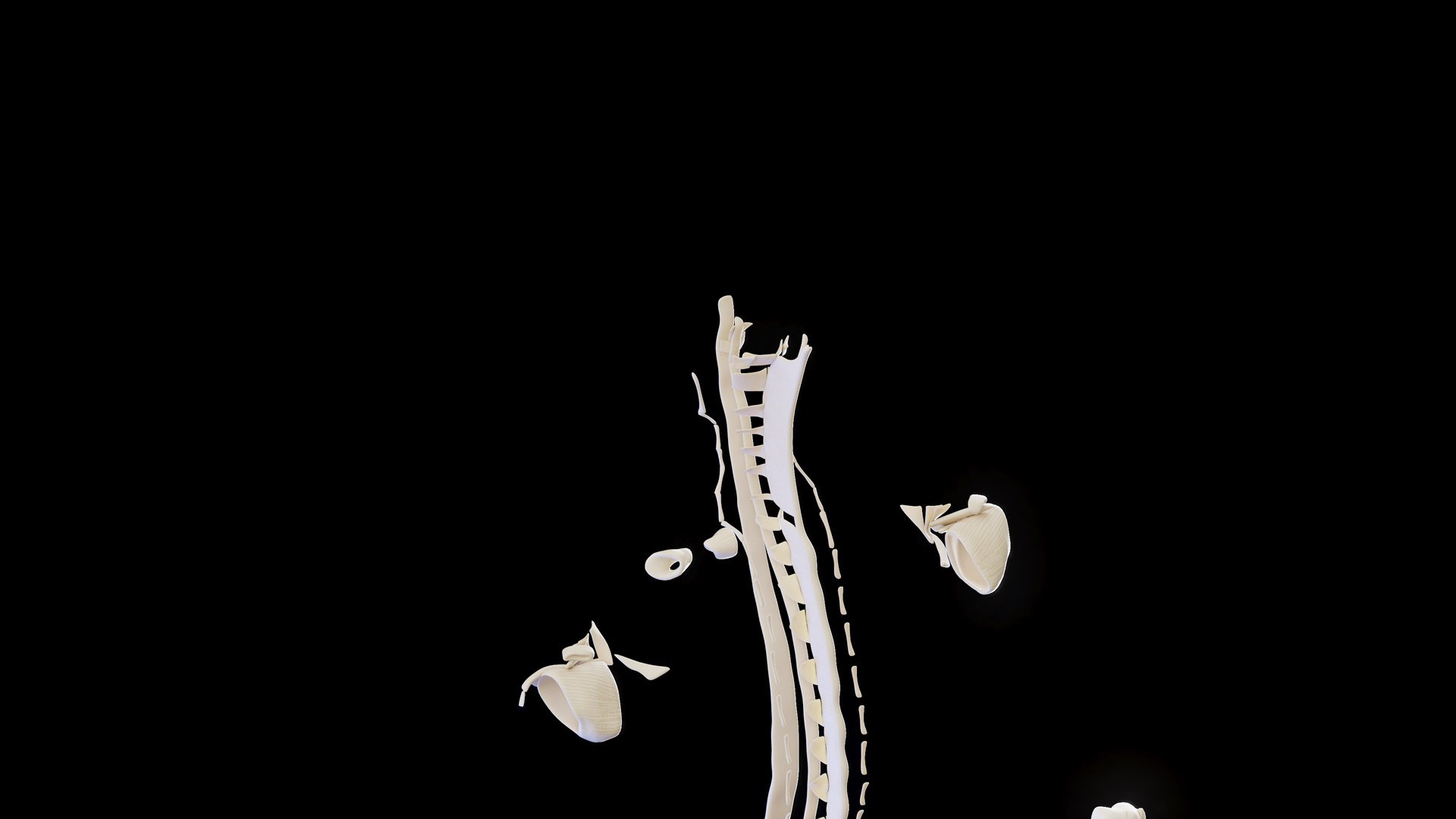 Human Male Ligaments and Skeletal System 3D model https://p.turbosquid.com/ts-thumb/BI/3Z2NFf/iW/male_ligaments_prod_06/jpg/1674153264/1920x1080/fit_q87/915aa4ba7526afafea93867ad9b978385210af8d/male_ligaments_prod_06.jpg