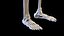 Human Male Ligaments and Skeletal System