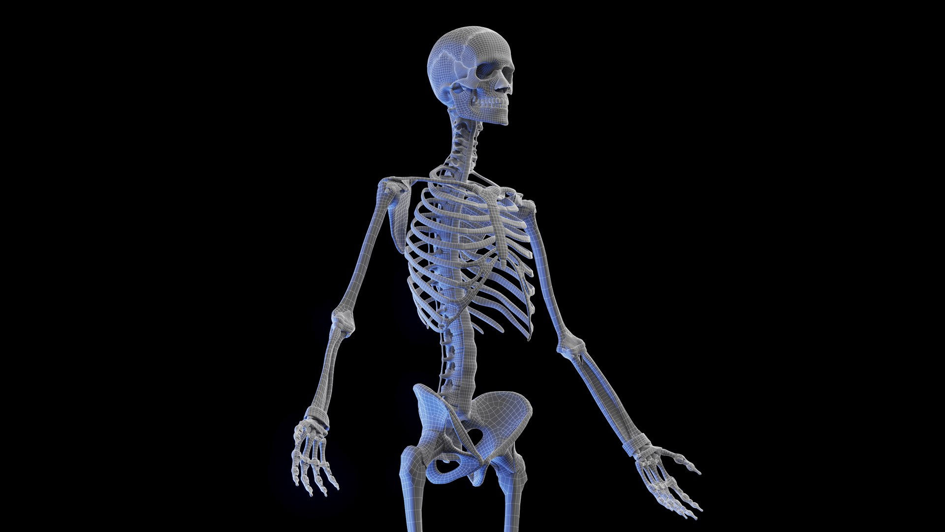 Human Male Ligaments and Skeletal System 3D model https://p.turbosquid.com/ts-thumb/BI/3Z2NFf/sT/male_ligaments_wire_00/jpg/1674153416/1920x1080/fit_q87/4da236e7c148b3b0eab3bfa0532be5c1201dfa86/male_ligaments_wire_00.jpg