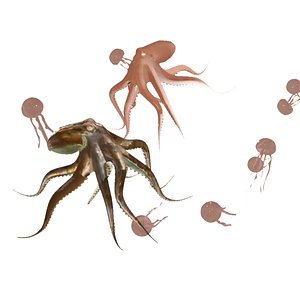 octopus 3D