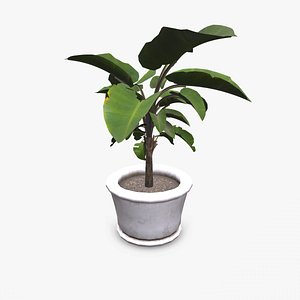 3D Indoor Plant Low-poly PBR model