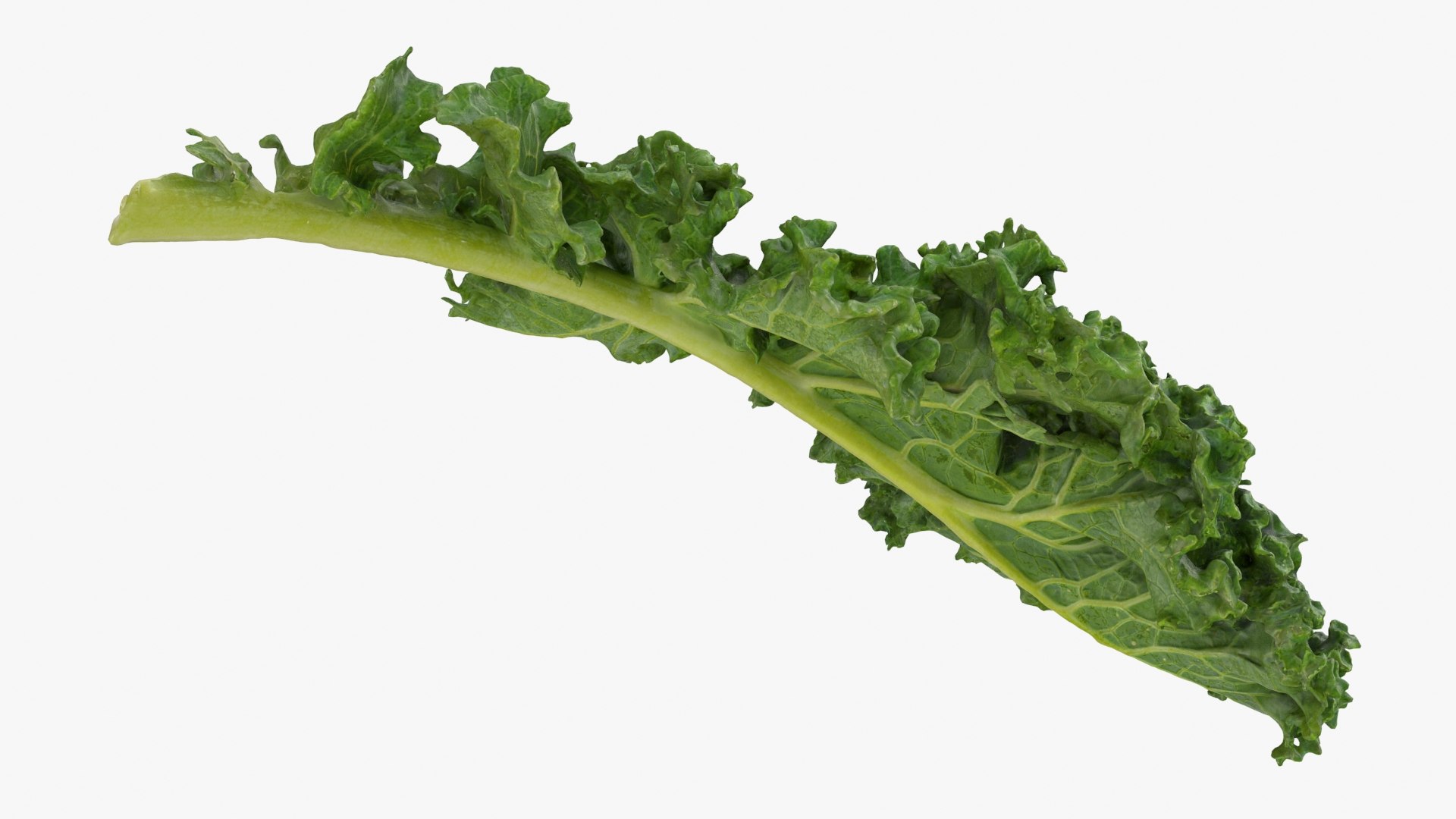 Kale 3D Model - TurboSquid 2189454
