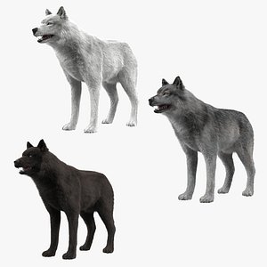 3d wolf colletion model