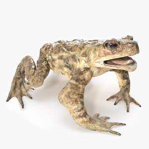 3D Swimming Toad Rigged model