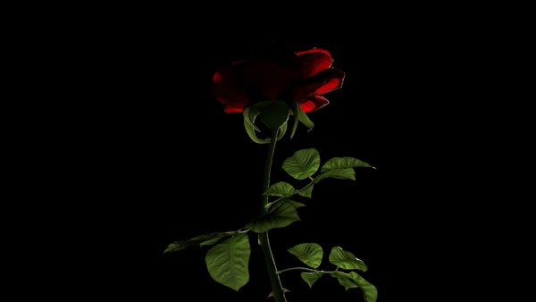 Realistic rose 3D model - TurboSquid 1295533