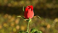 Rose animated
