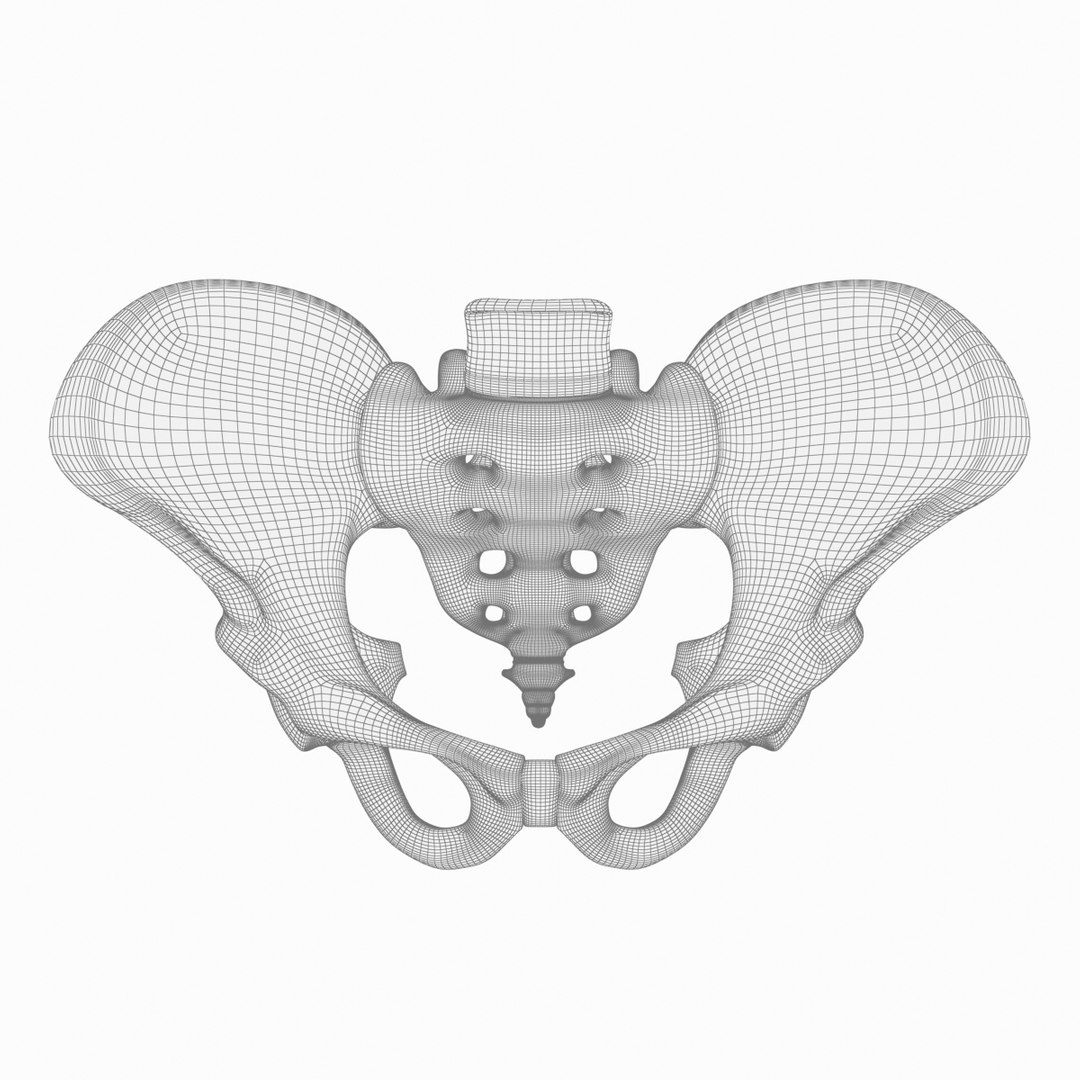 pelvis male 3D model https://p.turbosquid.com/ts-thumb/BI/oYmaLS/K32uwfhv/pelvis14/jpg/1605470687/1920x1080/fit_q87/a367354ee21fd5cb0b88257e1e615b86b2ab57eb/pelvis14.jpg