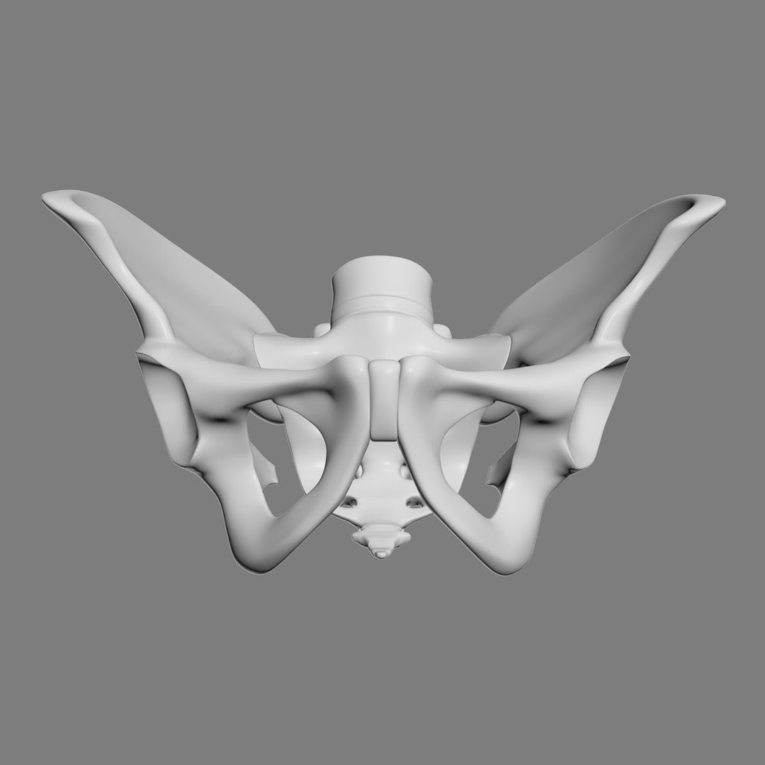 pelvis male 3D model https://p.turbosquid.com/ts-thumb/BI/oYmaLS/O0jHVAZm/pelvis8/jpg/1605470686/1920x1080/fit_q87/b7a45c1bcae3680f4a21c265bc9ae9df38771ac0/pelvis8.jpg