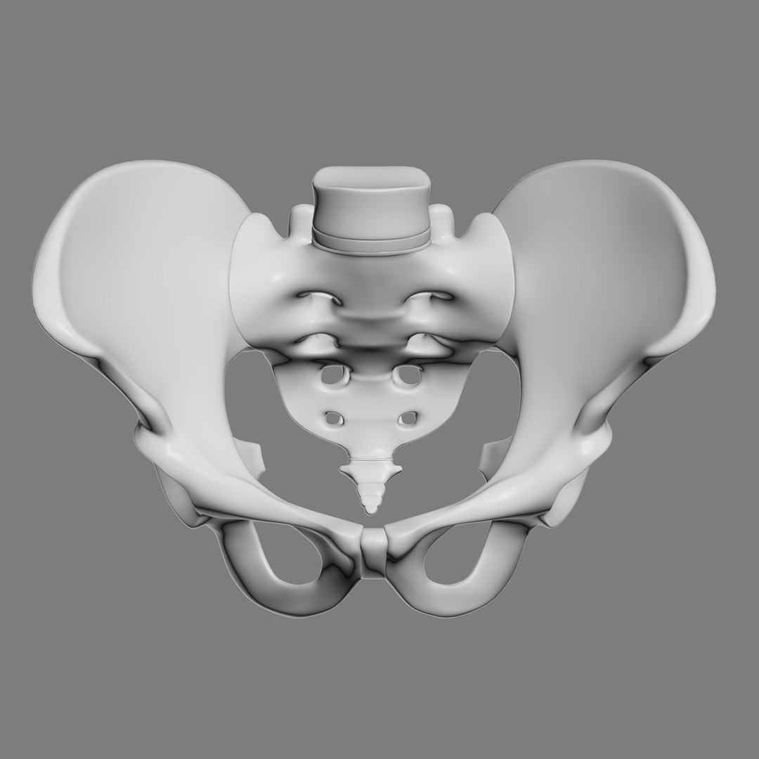 pelvis male 3D model https://p.turbosquid.com/ts-thumb/BI/oYmaLS/TfluC95a/pelvis6/jpg/1605470686/1920x1080/fit_q87/f672cafceb44e24f46b3b562f38abba7a308424a/pelvis6.jpg