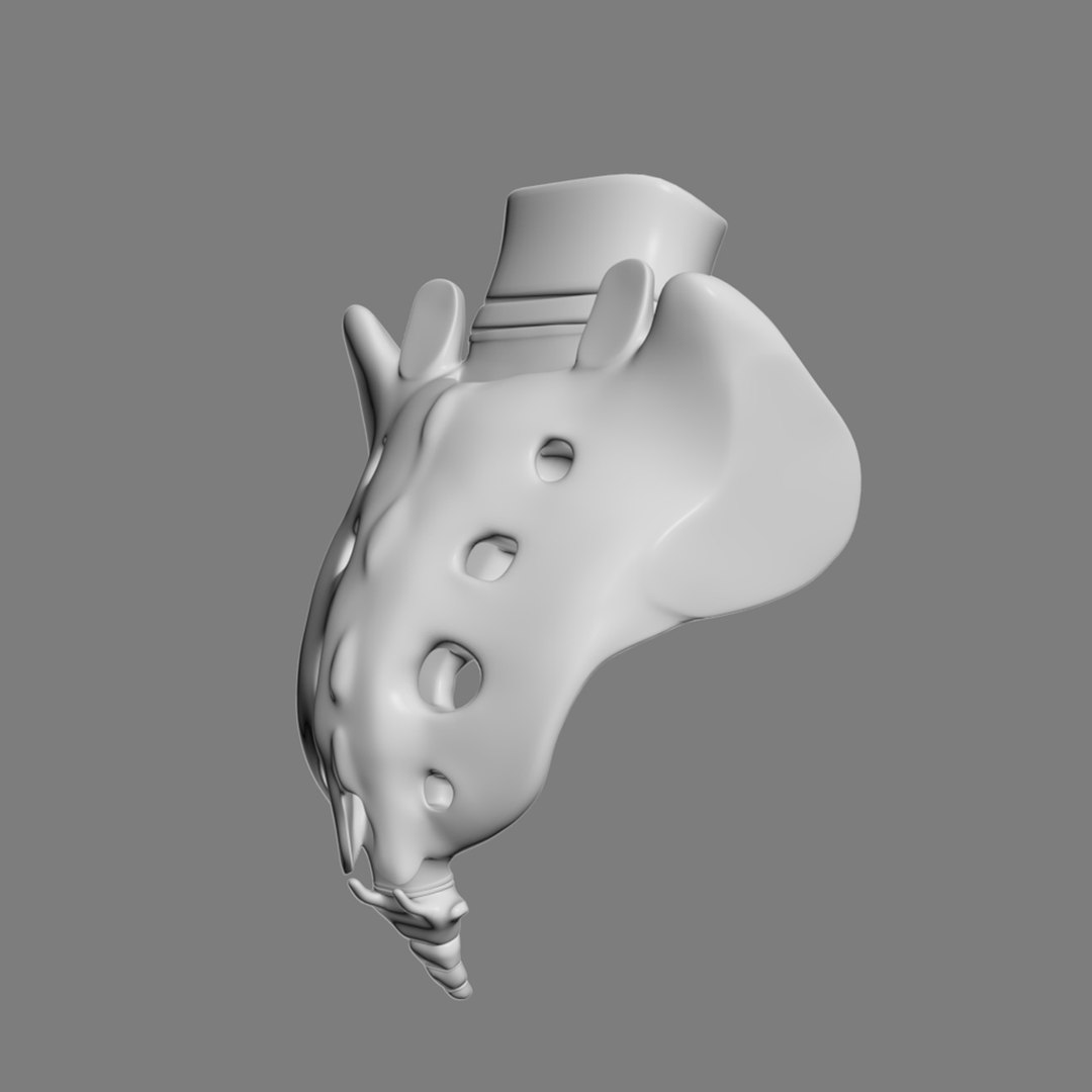 pelvis male 3D model https://p.turbosquid.com/ts-thumb/BI/oYmaLS/VV5Ml437/pelvis11/jpg/1605470687/1920x1080/fit_q87/6650748282674d5115c64cf3b581b2f4c87d632c/pelvis11.jpg