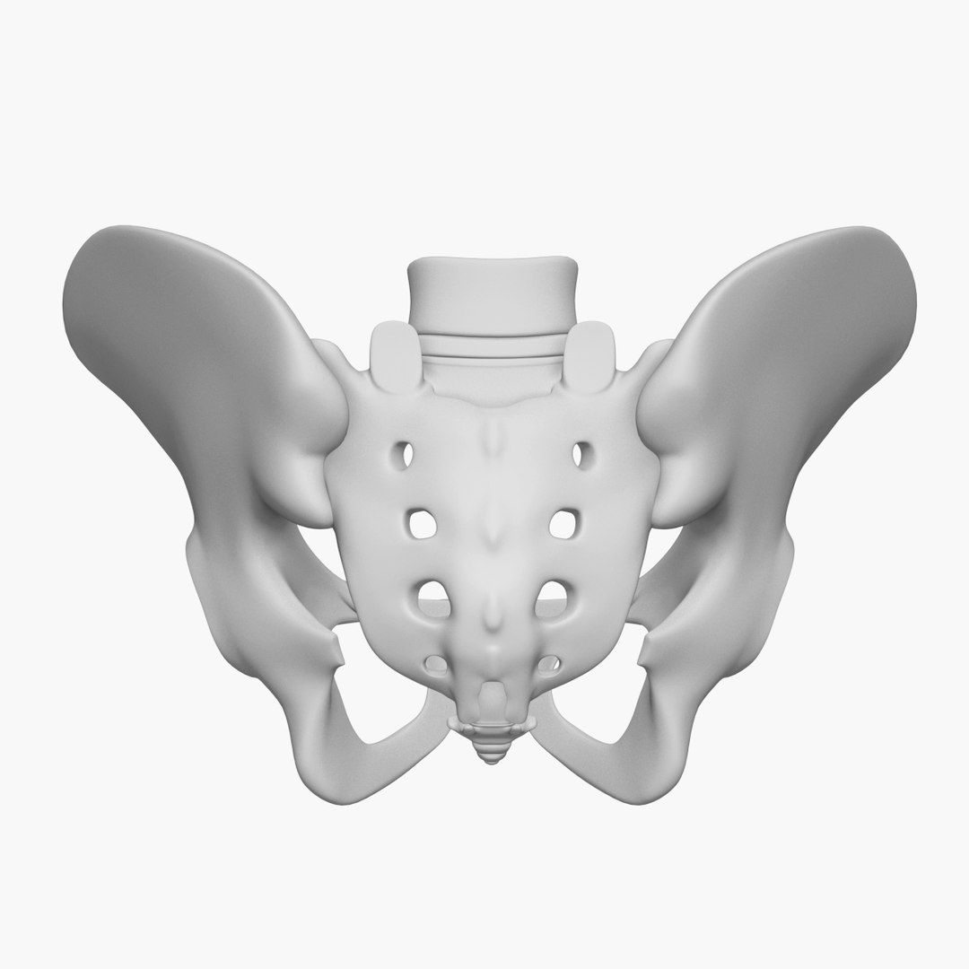 pelvis male 3D model https://p.turbosquid.com/ts-thumb/BI/oYmaLS/WtOOiRPZ/pelvis4/jpg/1605470686/1920x1080/fit_q87/b0ec0cda53363cc4ada50218c9121f6a222d1a4f/pelvis4.jpg