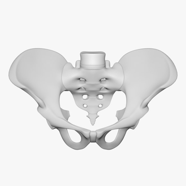 Anatomy Pelvis 3ds Max Models For Download Turbosquid 0753