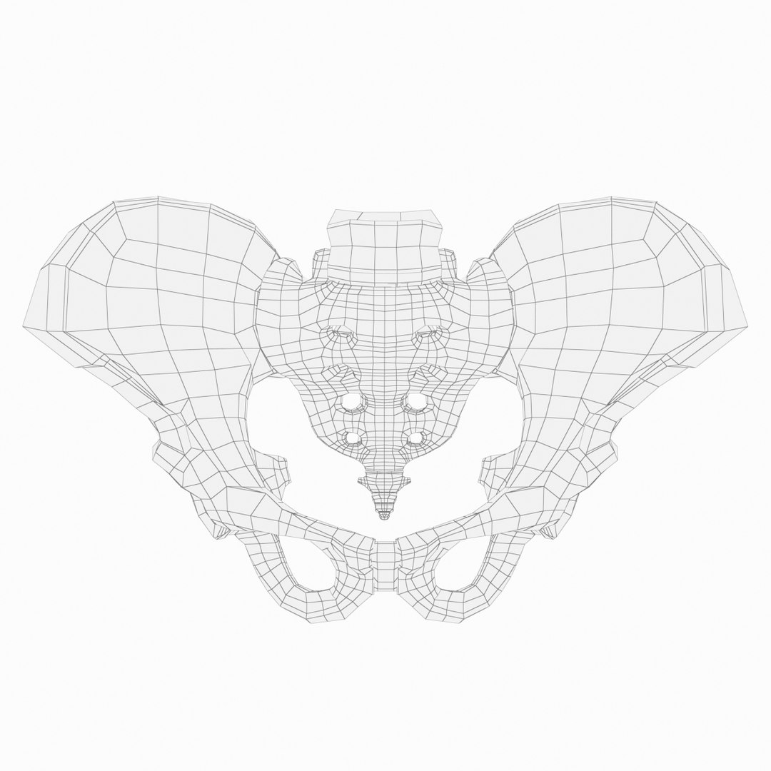 pelvis male 3D model https://p.turbosquid.com/ts-thumb/BI/oYmaLS/ZVg8BHjc/pelvis13/jpg/1605470687/1920x1080/fit_q87/94fdb8f1b3343e940eb91a4a21a9567af3cbf440/pelvis13.jpg