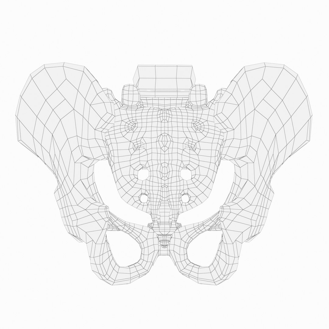 pelvis male 3D model https://p.turbosquid.com/ts-thumb/BI/oYmaLS/dD1gYxVV/pelvis15/jpg/1605470687/1920x1080/fit_q87/d91cc40dd7f37215d5a63284d9ac7dac03e08d78/pelvis15.jpg