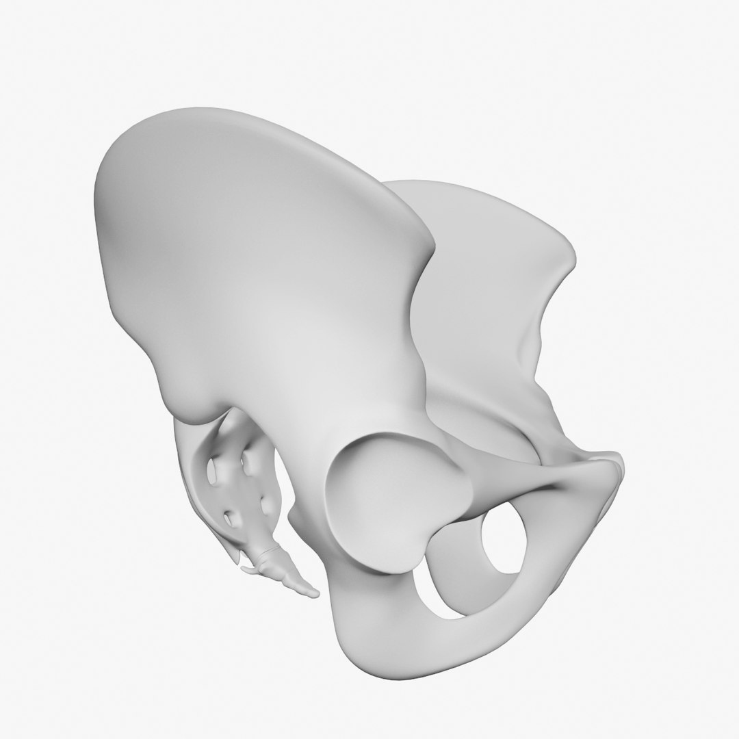 pelvis male 3D model https://p.turbosquid.com/ts-thumb/BI/oYmaLS/iROG89ev/pelvis3/jpg/1605470686/1920x1080/fit_q87/d4f9d805b3148ac4bc7f72d6eb72e130deff0ef1/pelvis3.jpg