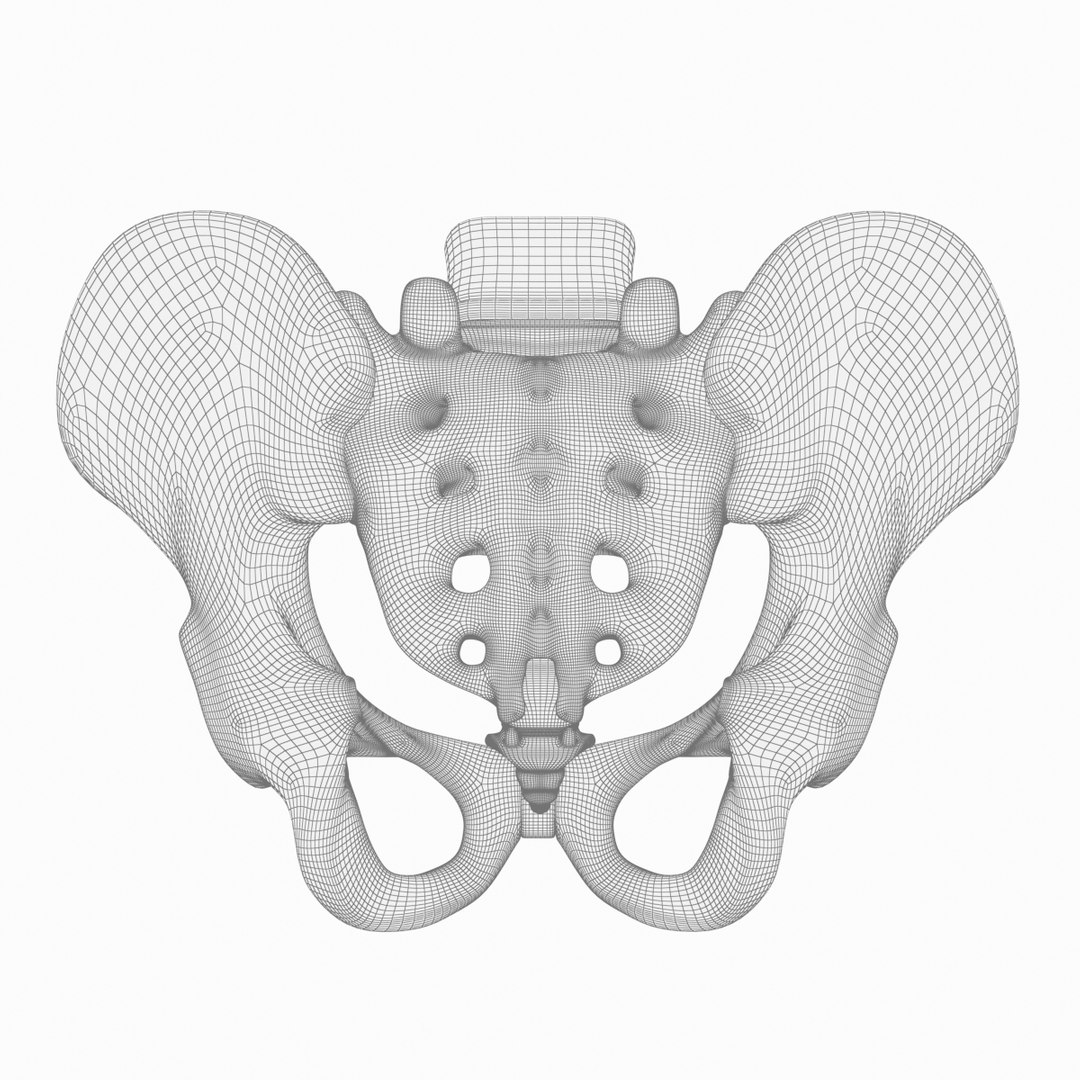 pelvis male 3D model https://p.turbosquid.com/ts-thumb/BI/oYmaLS/o6RNyFOJ/pelvis16/jpg/1605470687/1920x1080/fit_q87/de3d4bf35a4ecabd3140f2fcee00056a84489f08/pelvis16.jpg