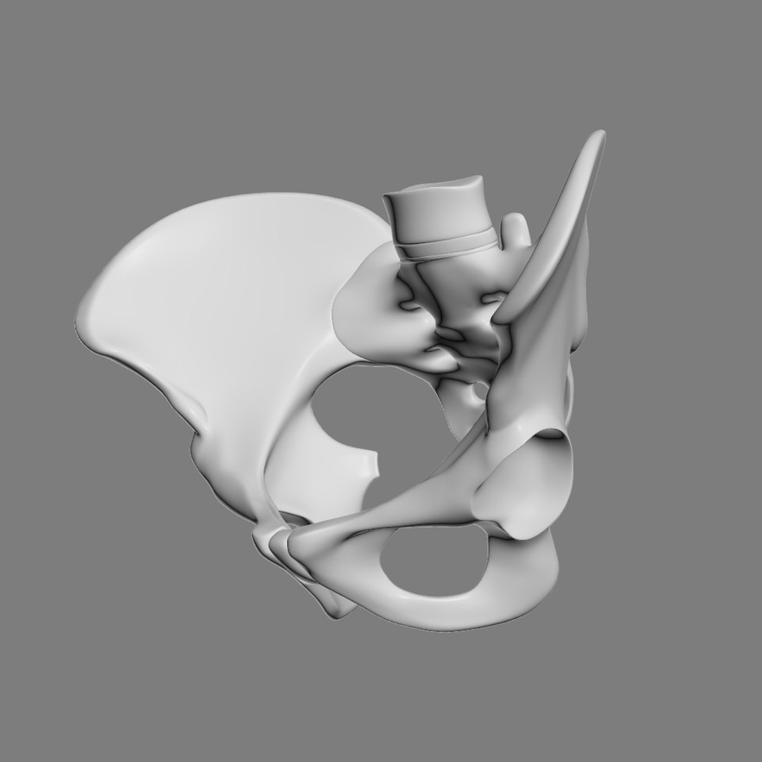 pelvis male 3D model https://p.turbosquid.com/ts-thumb/BI/oYmaLS/pngbgJeh/pelvis9/jpg/1605470686/1920x1080/fit_q87/b9b21311fbbe58cf7d2f2294590e5bcc844e7701/pelvis9.jpg