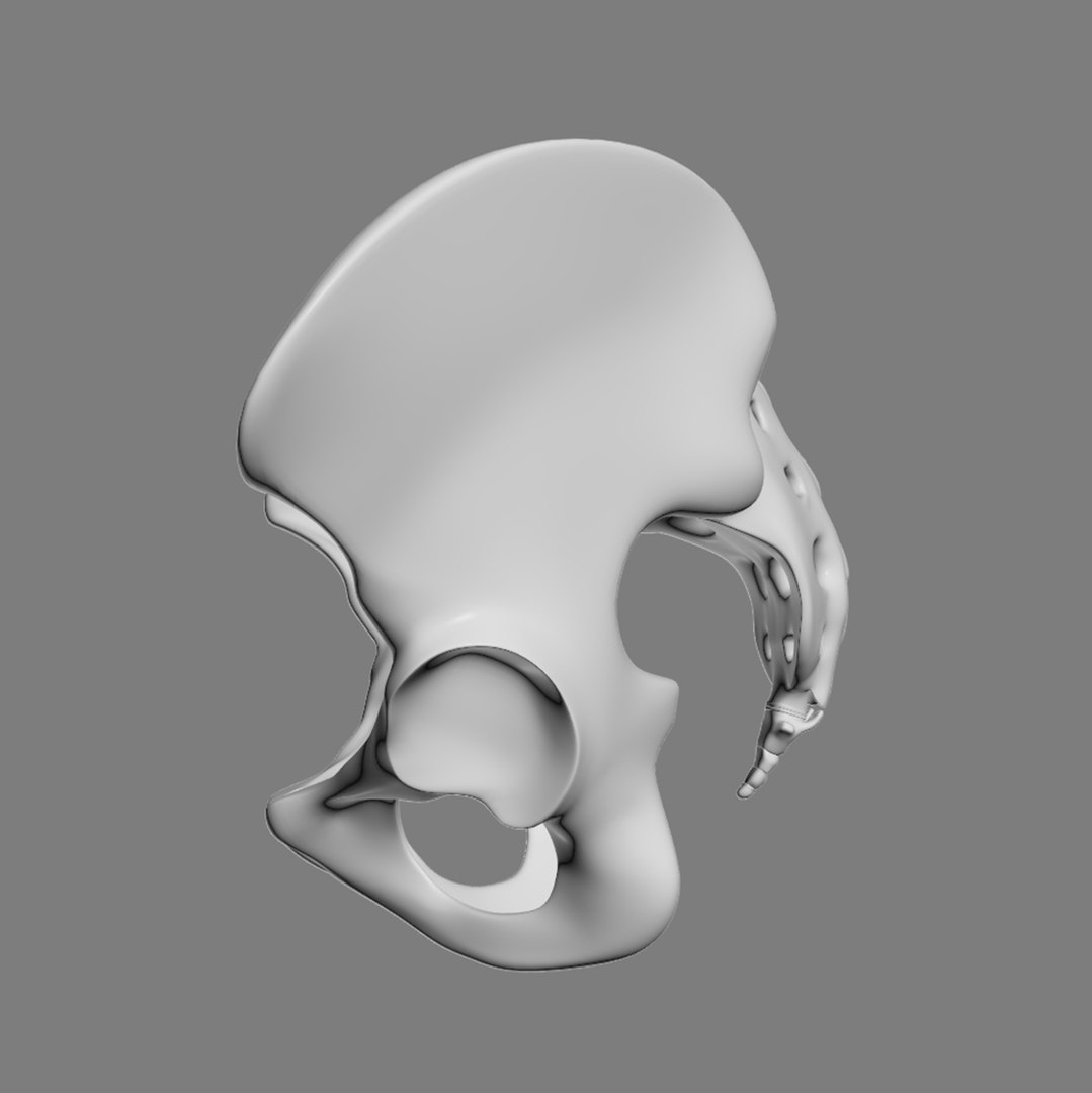 pelvis male 3D model https://p.turbosquid.com/ts-thumb/BI/oYmaLS/uFOtkPmH/pelvis10/jpg/1605470686/1920x1080/fit_q87/e2d898e98a06b8d7c42a7578d7076bdc50fa1809/pelvis10.jpg