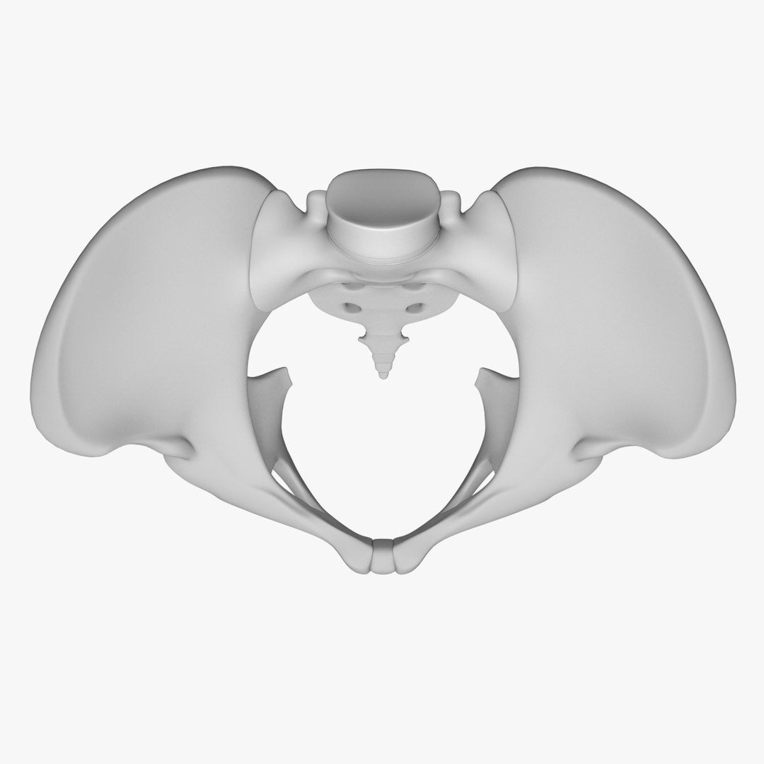 pelvis male 3D model https://p.turbosquid.com/ts-thumb/BI/oYmaLS/w3vFBOIR/pelvis5/jpg/1605470686/1920x1080/fit_q87/a5473d1066fe9c0f2d80ce8fb5d951c8d8854daf/pelvis5.jpg