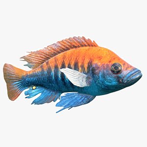 3D Pundamilia Cichlid Fish model