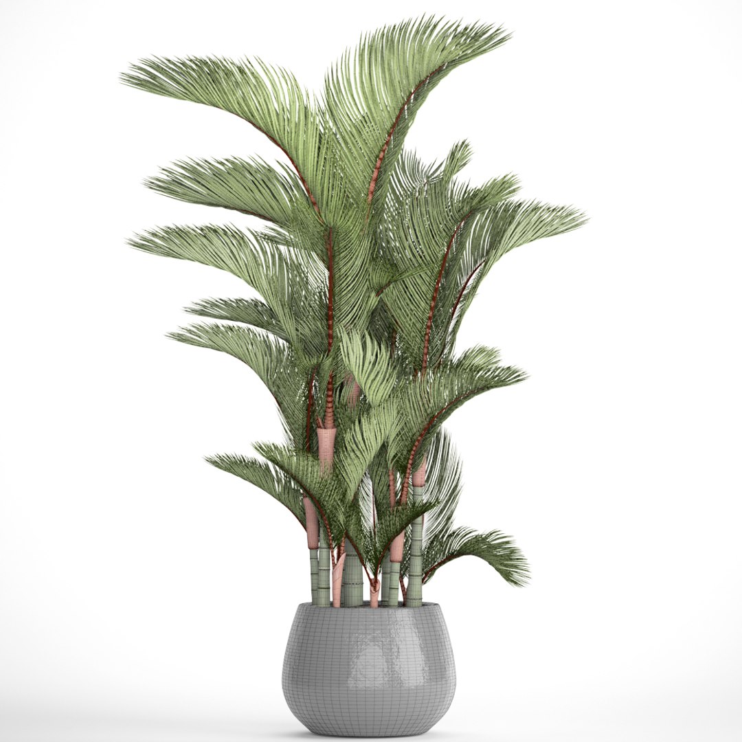 3D Cyrtostachys Renda Model - TurboSquid 1192843