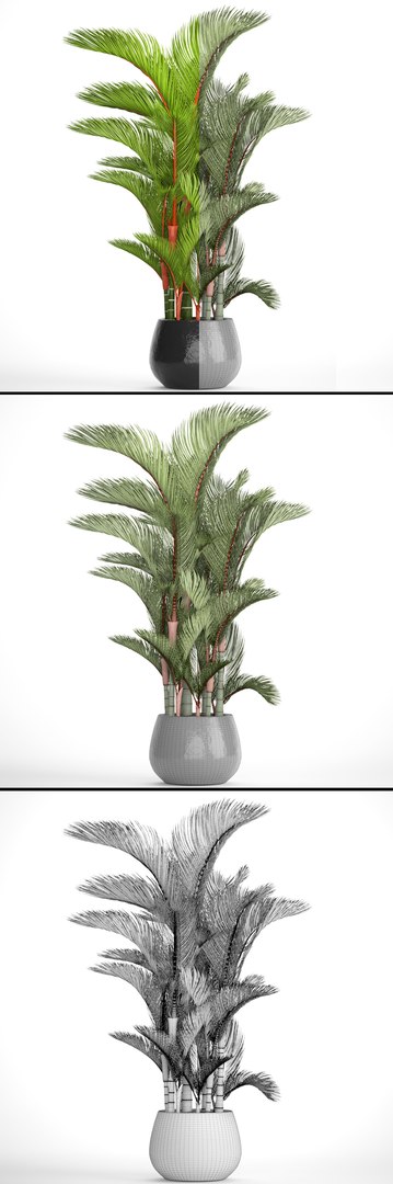 3D Cyrtostachys Renda Model - TurboSquid 1192843