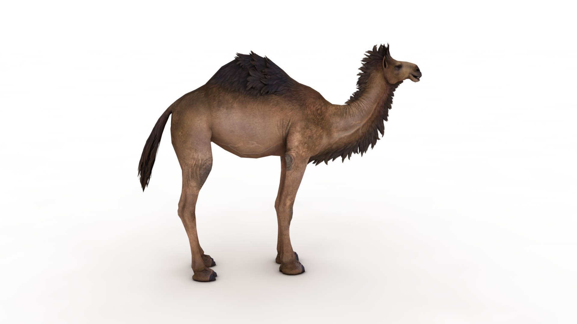 3D Camel https://p.turbosquid.com/ts-thumb/BJ/WLF1mR/2C/dfs0001/jpg/1722870322/1920x1080/fit_q87/b325c0edf9b4e8a857d67eaaf2288a1ba8be11a1/dfs0001.jpg