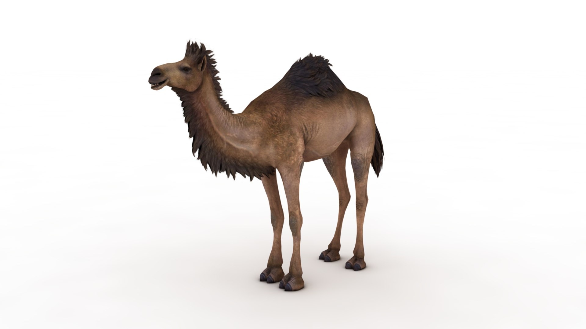 3D Camel https://p.turbosquid.com/ts-thumb/BJ/WLF1mR/4V/dfs0004/jpg/1722870325/1920x1080/fit_q87/e106c8a3caf1219c49a8c1fc5f6f0dd3ba431860/dfs0004.jpg