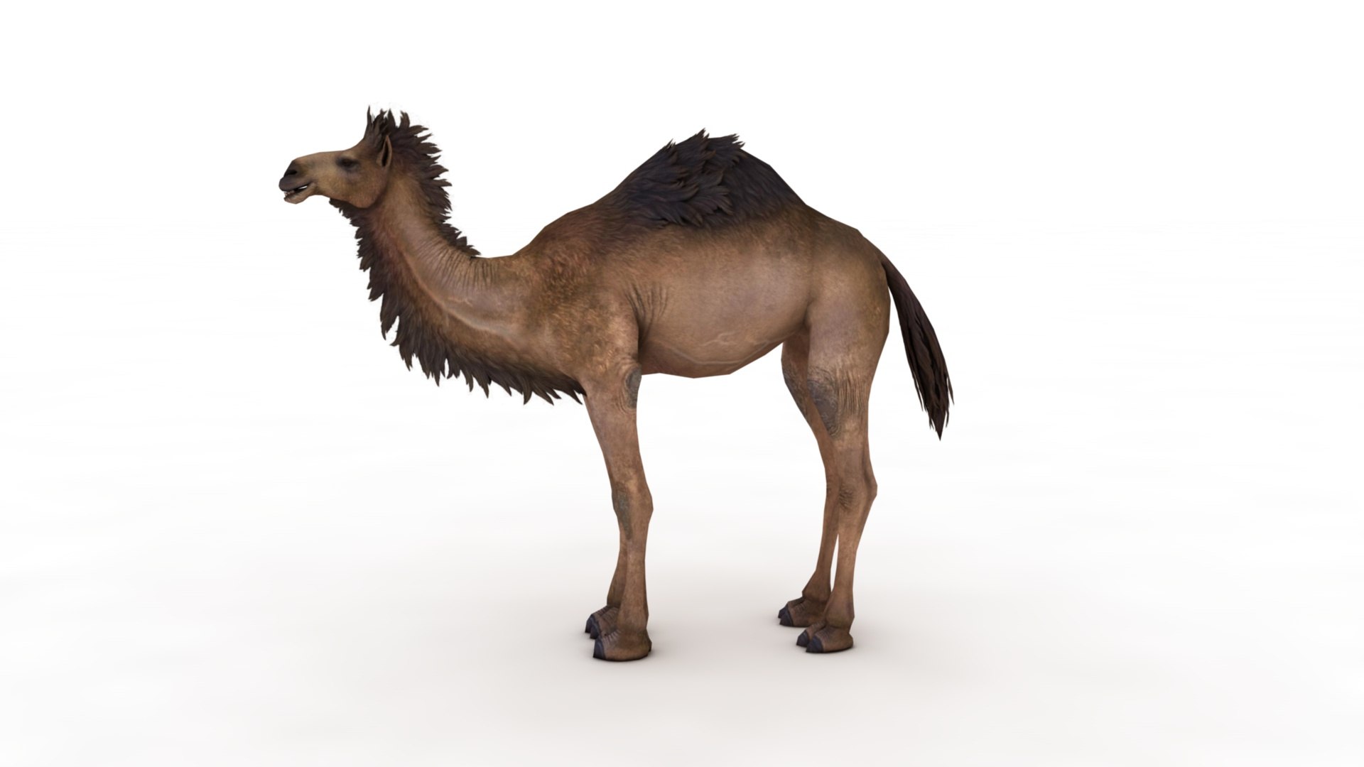 3D Camel https://p.turbosquid.com/ts-thumb/BJ/WLF1mR/A9/dfs0007/jpg/1722870327/1920x1080/fit_q87/dd40216769bc935b3ed3afe55d3e2d785978dc3b/dfs0007.jpg
