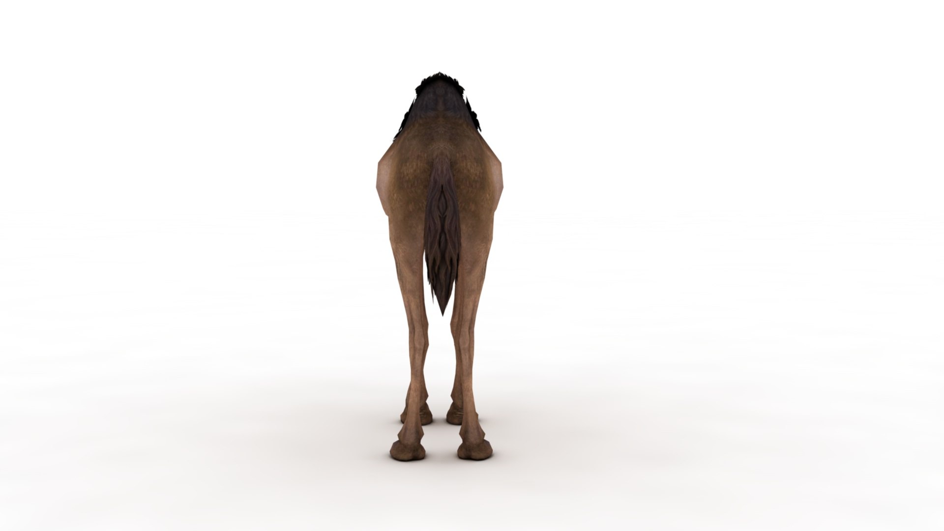 3D Camel https://p.turbosquid.com/ts-thumb/BJ/WLF1mR/Br/dfs0008/jpg/1722870328/1920x1080/fit_q87/cd60f9ff9c5f7b0f4108ef4d928405585f705b35/dfs0008.jpg