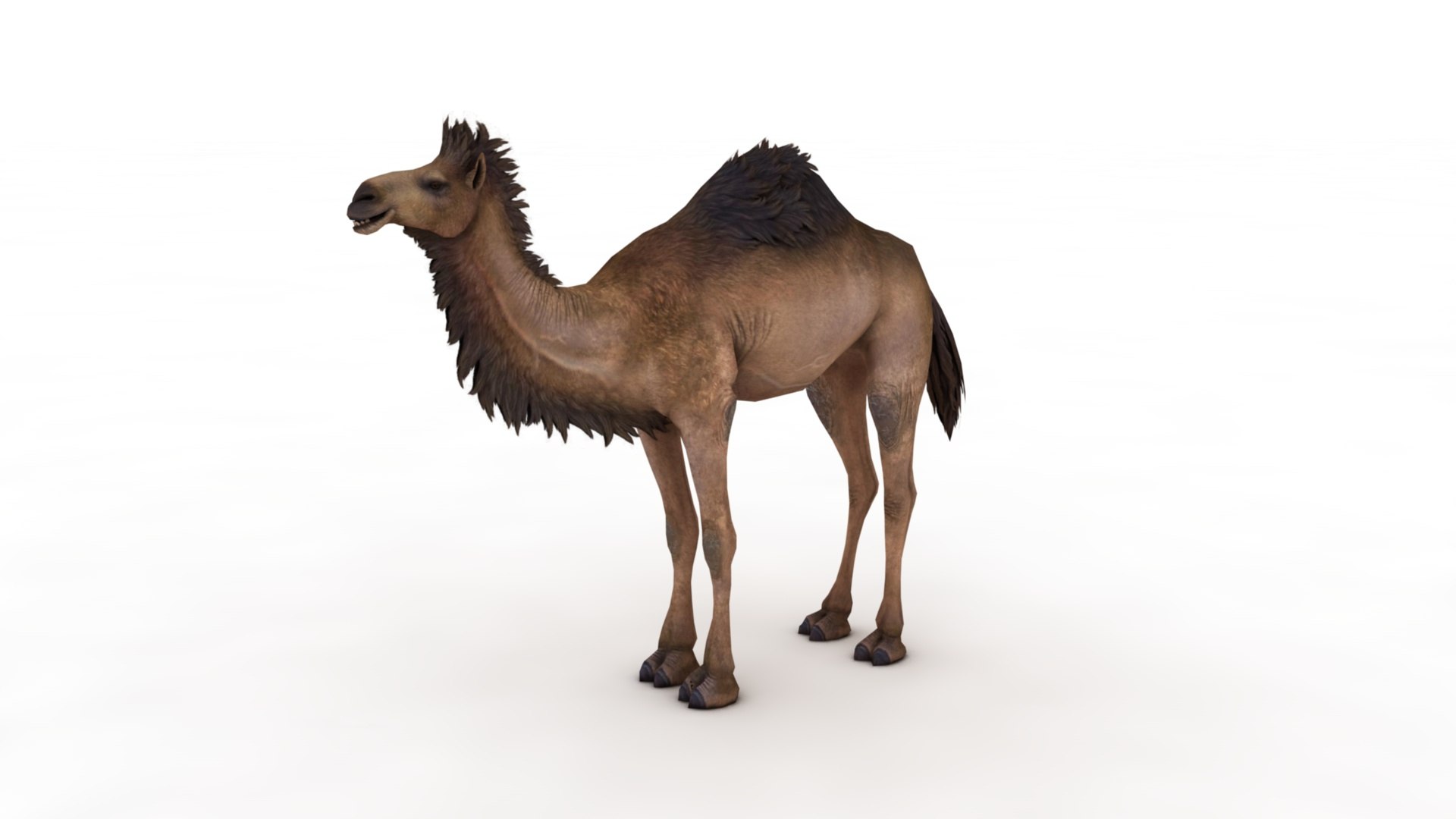3D Camel https://p.turbosquid.com/ts-thumb/BJ/WLF1mR/bB/dfs0006/jpg/1722870326/1920x1080/fit_q87/aaec276590c53e225cf05040154d166101eb299a/dfs0006.jpg