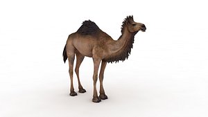 3D Camel