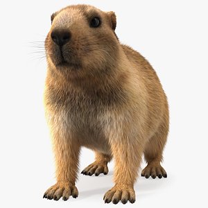 Marmot Rigged Fur 3D model